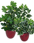 Artificial Arboricola Plant Umbrella Tree-1