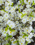 Lifelike white cherry blossom floral spray with burgundy accents, 124cm tall, premium plastic petals by sostter at brixbailey.com