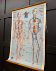 Vintage St John Ambulance Circulation Chart Soman-Wherry Norwich c.1950s