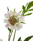 Pale Pink Scabious Stem
