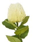 Cream Banksia Artificial Flower Stem