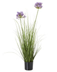 Vibrant Purple Agapanthus Potted Plant