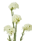 Cream Statice Faux Flower Stem