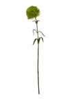 Fresh Light Green Dianthus Stem | Elegant Floral Decor