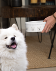 Bowl of Fluff: The Samoyed Dining Experience