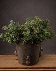 Vibrant Red-Tipped Leaf Spray | Stunning Foliage Accent