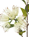 Exotic Cream Protea Nitida Spray | Premium Floral Elegance