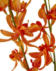 Vibrant Orange Artificial Cymbidium Flower Stem