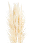 Cream Pampas Grass Stem Natural Boho Accent