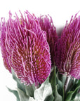 Pack of 6 x 75cm Banksia Menziesii Pink Flower Stem Artificial-4