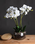 White orchid artificial flower in glass pot, lifelike blooms with realistic roots, elegant home decor centerpiece by Sostter at brixbailey.com