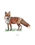Fox Watercolour Art Print
