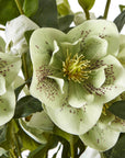 Large Green Hellebore in Taupe Pot Planter