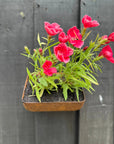 Vintage Rusty Metal Wall Mounted Planter / Herb Planter / Plant Pot / Key Holder