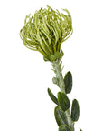 Green Pincushion Protea Faux Flower Stem