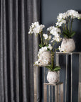 Elegant White Orchid in Decorative Stone Pot | Fresh & Stylish