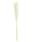 Cream Pampas Grass Stem Natural Boho Accent