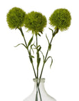 Fresh Light Green Dianthus Stem | Elegant Floral Decor
