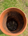 Victorian Terracotta Chimney Pot Garden Planter/ Plant Pot Architectural Antique