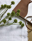 Fresh Green Craspedia Stems | Natural Floral Decor