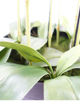 Large White Orchid Plant Artifcial 41 REAL TOUCH flowers Botanik-2