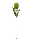 Large Natural Green Banksia Stem