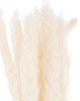 Mini White Pampas Grass Set of 15 Decorative Stems