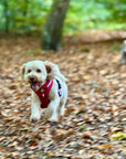 Rugged Rover™ Harness - Berry Red