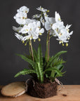 Lifelike white orchid arrangement with bamboo supports, exposed roots, and lush ferns in a rustic base - maintenance-free decor. by sostter at brixbailey.com