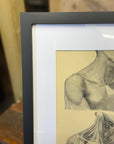 Victorian Anatomy Engraving – Antique Medical Print O