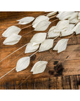 Dried Thlaspi Arvense bouquet with delicate white seed pods, perfect for modern or traditional décor.by Sostter at brixbailey.com