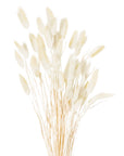Fluffy Natural Bunny Tail Flowers Ivory Stems