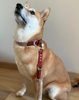 Kitsuné Tartan Red Paracord & Biothane Dog Collar