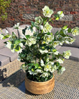 Large Green Hellebore in Taupe Pot Planter