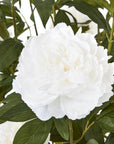 White Peony Bush in Pot with Lifelike Blooms