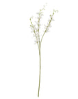Elegant White Cymbidium Orchid Spray | Fresh Floral Beauty