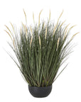 Tall Potted Fountain Grass Plant