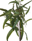 Lifelike artificial willow eucalyptus spray with dark green foliage, 50-inch stems for home decor by sostter at brixbailey.com