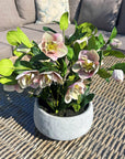 Faux Variegated Pink Hellebore in Ceramic Pot