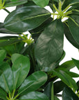 Artificial Arboricola Plant Umbrella Tree-3