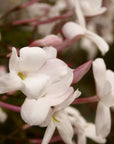Jasmine & Tuberose Diffuser Refill + Free Reeds