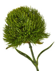 Lush Dark Green Dianthus Stem | Fresh Floral Elegance