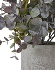 Mini Eucalyptus Plant in Grey Decorative Pot
