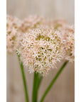 Pink Giant Allium Faux Flower Stem