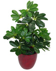 Artificial Arboricola Plant Umbrella Tree-2