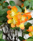Pack of 6 x 60cm Flower Foliage Spray - Orange-3