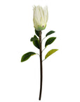 Pack of 6 x 65cm Protea Sugarbush Flower Stem - White-1
