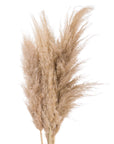 Hand-selected pampas grass stems in natural butter hue, soft feathery plumes, 110cm tall, home décor accent by RoomLondon at brixbailey.com