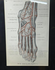 Framed Antique Anatomy Print 1920s Medical Book Plate Wall Art Picture J
