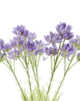 Pack of 6 x Artificial Flowers Purple Starflower Stem - 5 Flowers 60cm-0